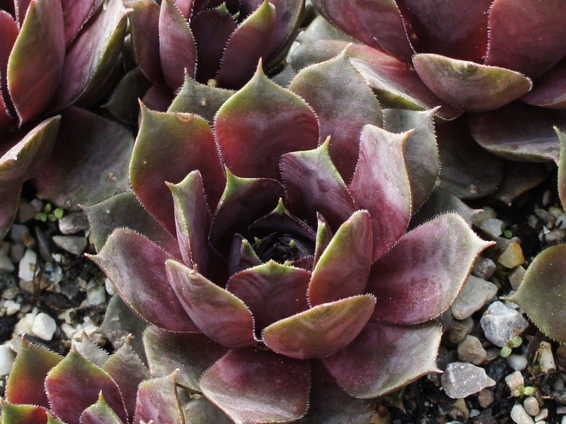 Blaukraut