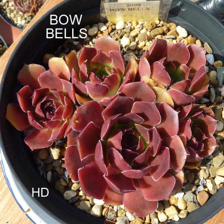 Bow Bells / Jovi