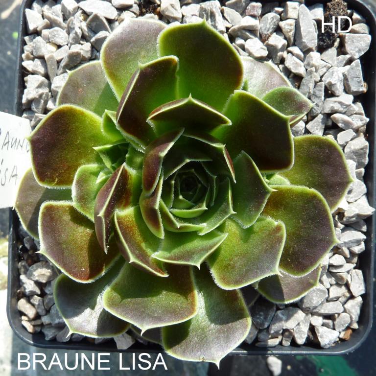 Braune Lisa / Jovi