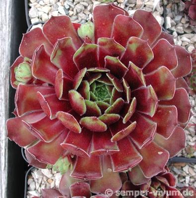 Brilland Red Brun