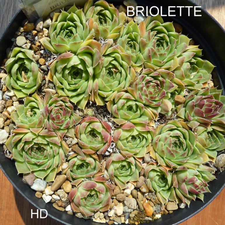 Briolette / Jovi