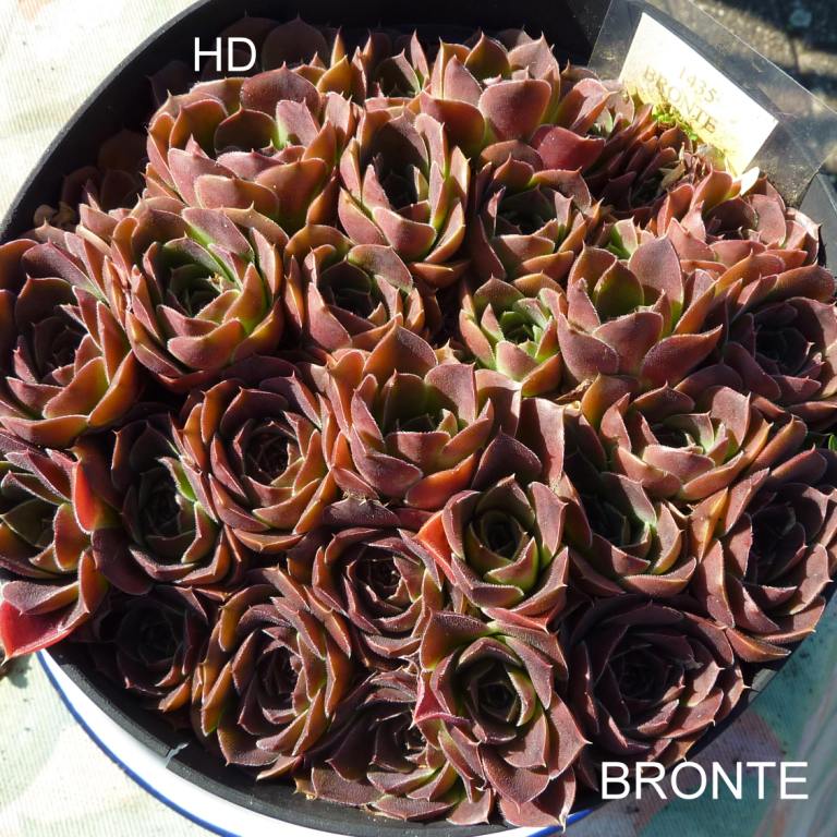 Bronte / Jovi