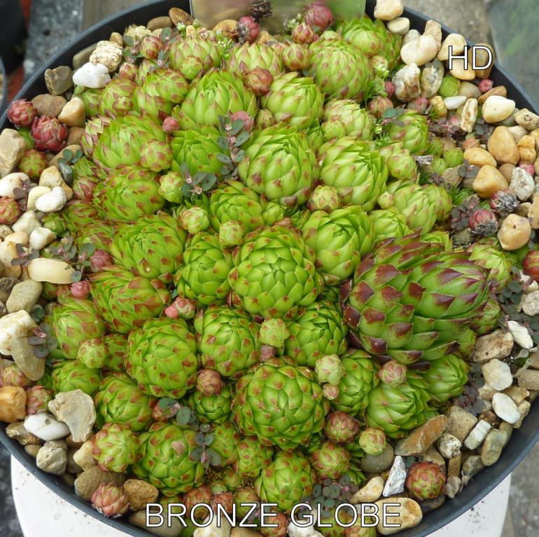 Bronze Globe / Jovi