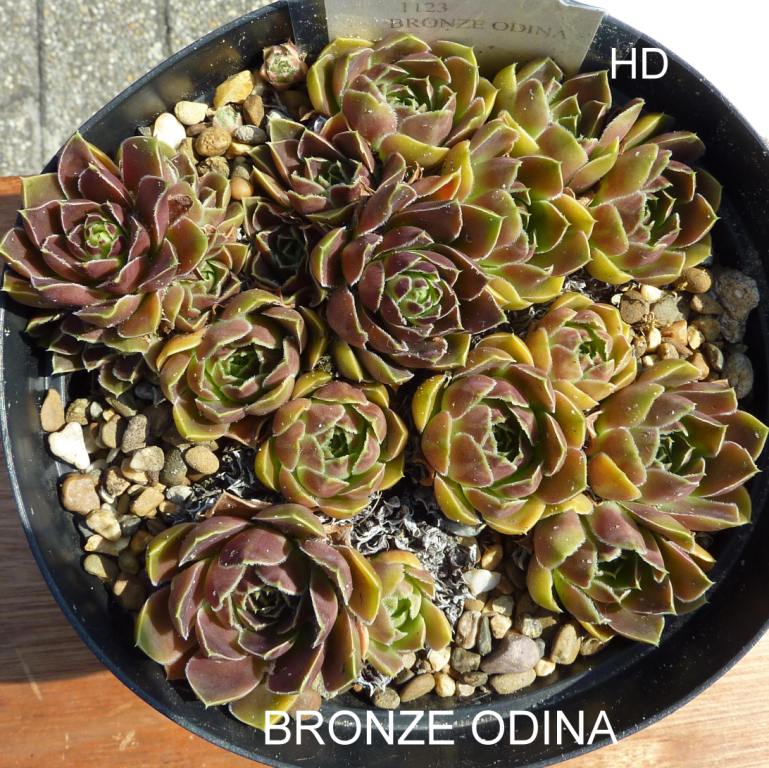 Bronze Odina / Jovi