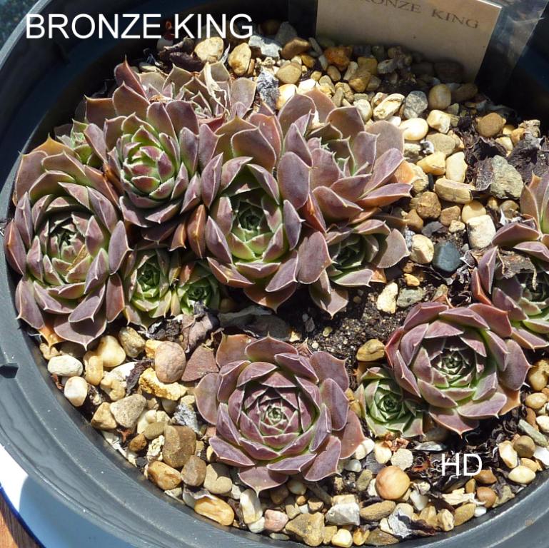 Bronze King / Jovi