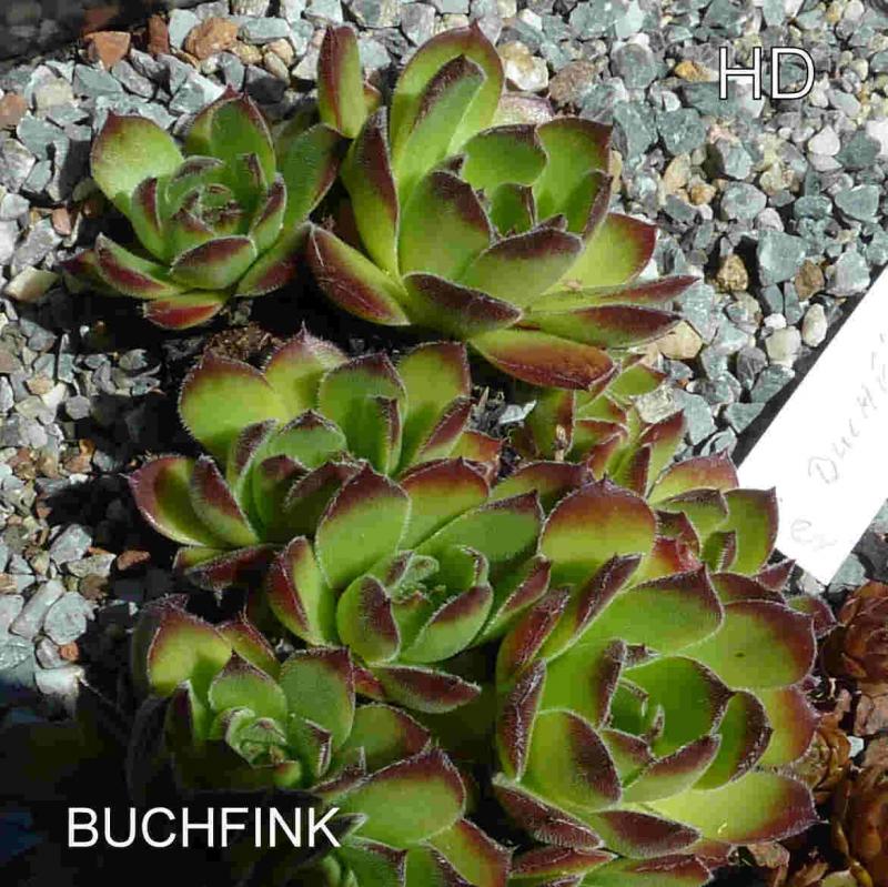 Buchfink / Jovi