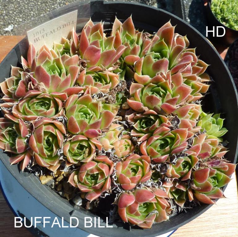Buffald Bill / Jovi