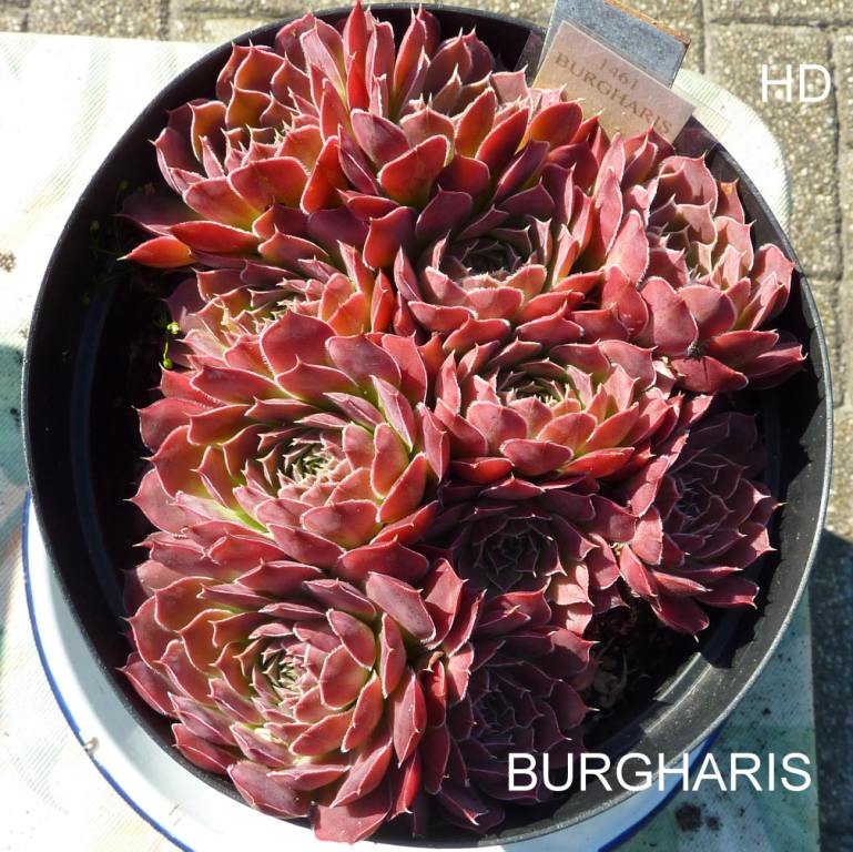 Burgharis / Jovi