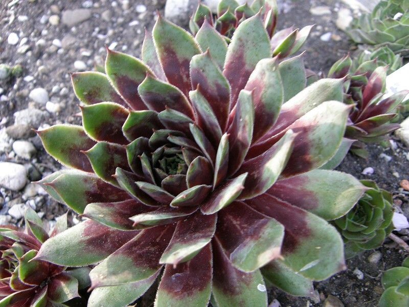 Buntstachel