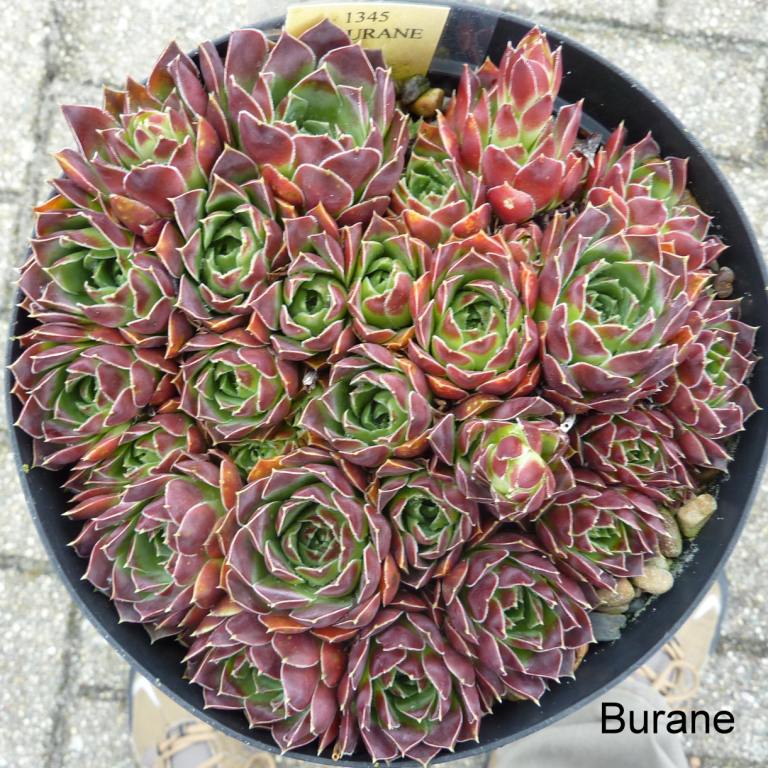 Burane / Jovi