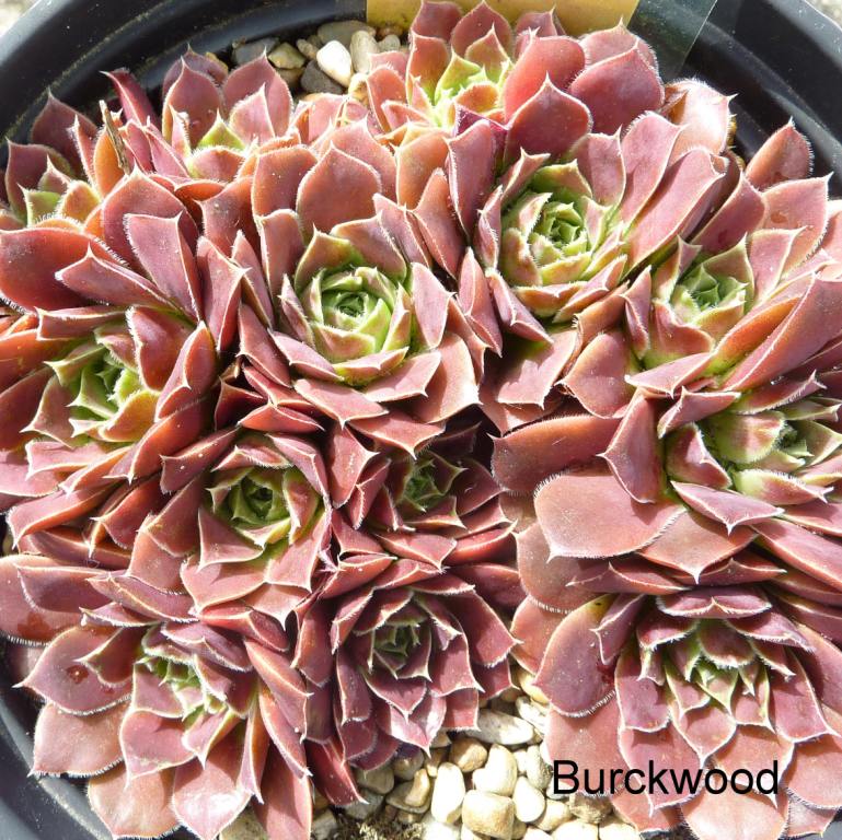 Burckwood / Jovi