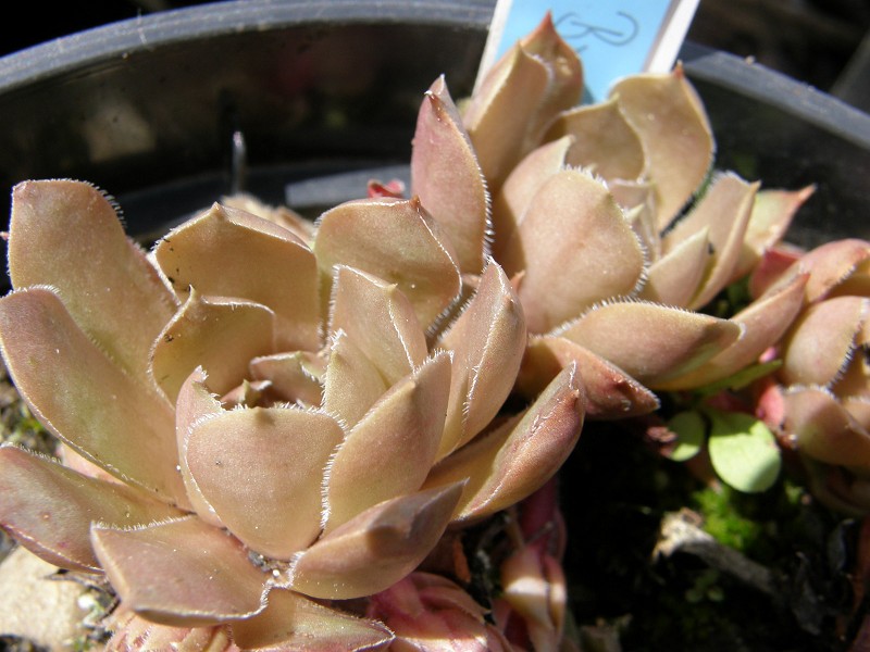 Brunneifolium