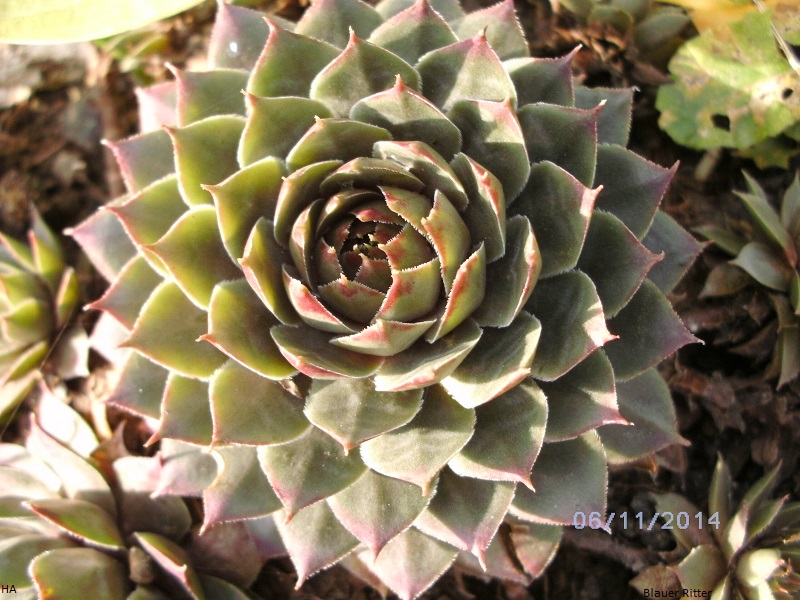Blauer Ritter
