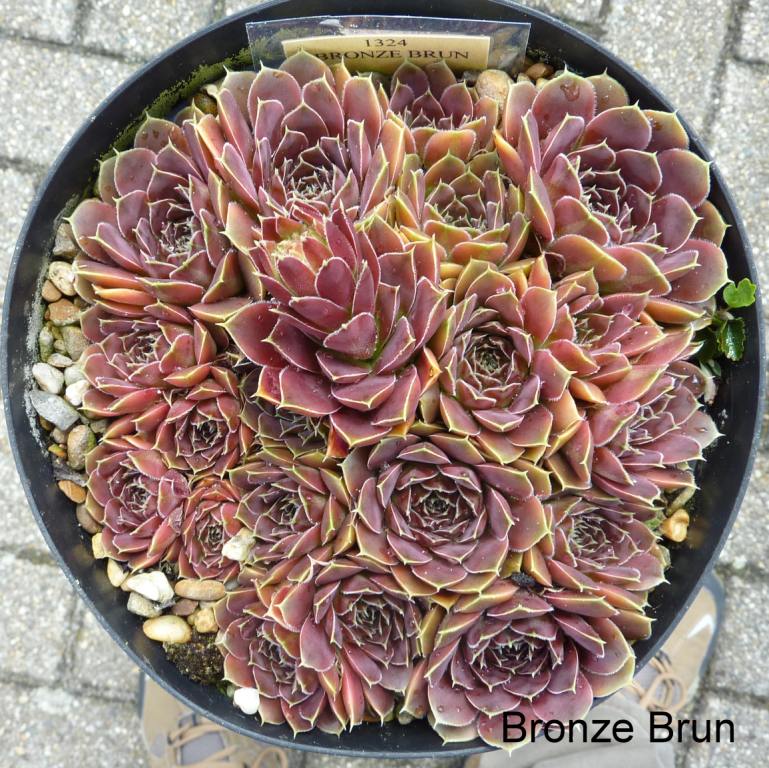 Bronze Brun / Jovi