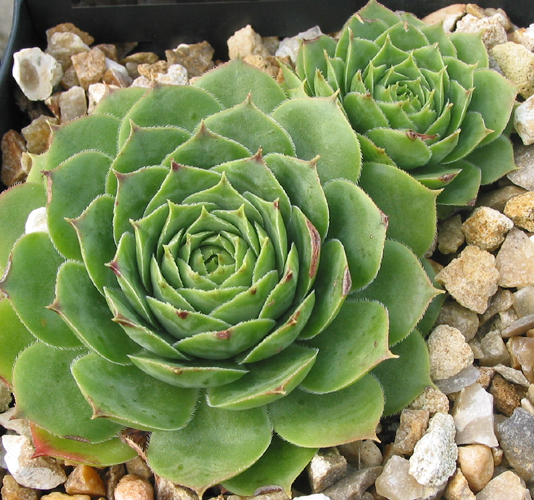 Bungeanum