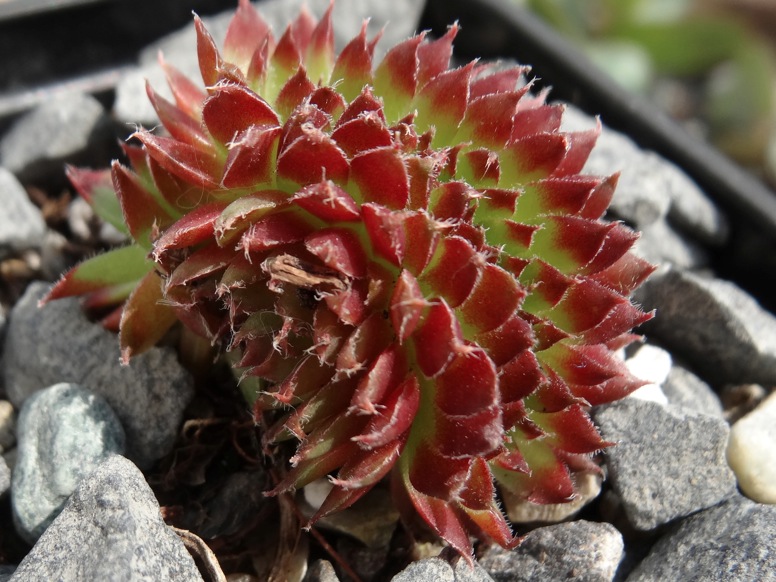 Butterbur Crests