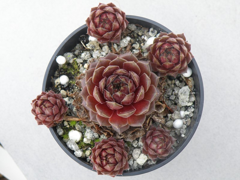Haccombe Ruby
