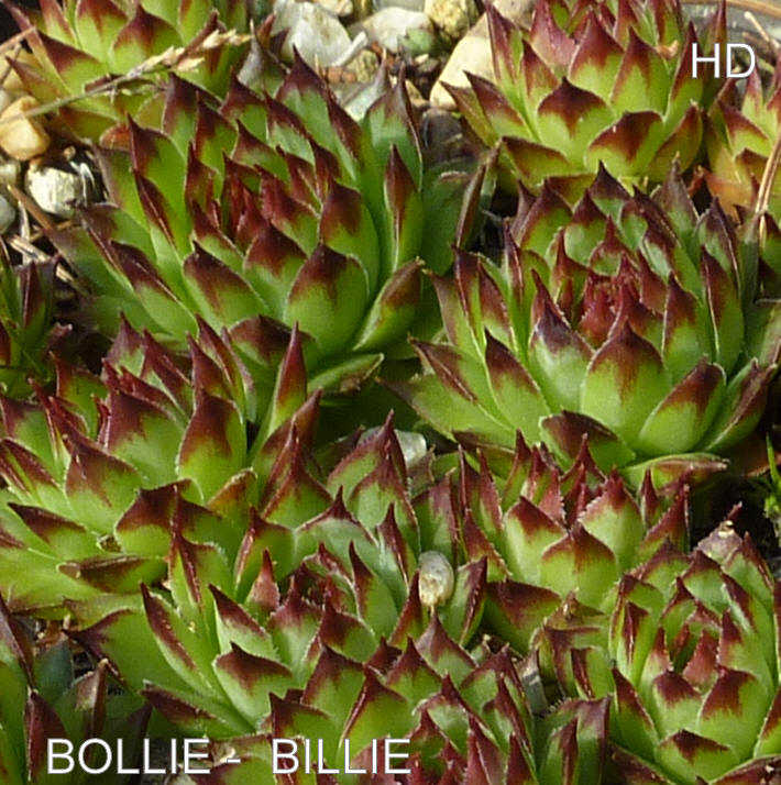 Bollie-Billie
