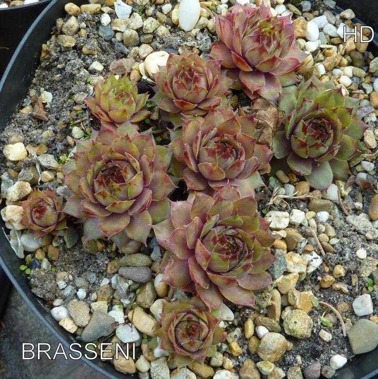 Brasseni