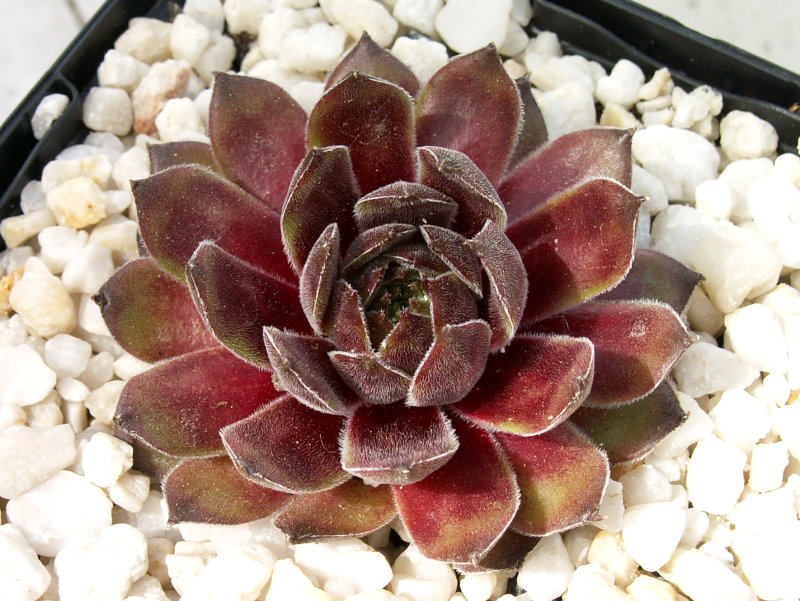 Brilland Red Brun