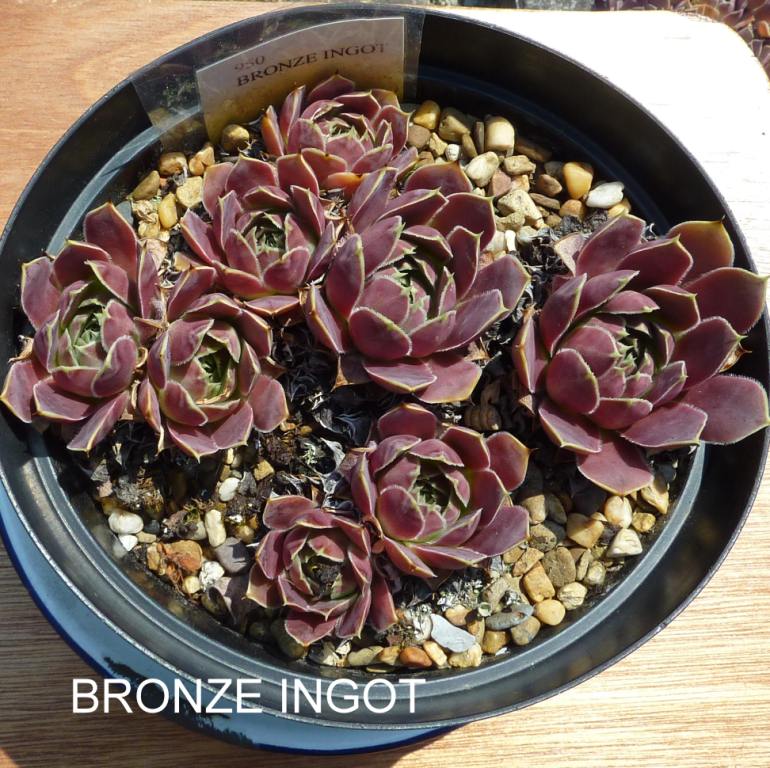 Bronze Ingot / Jovi