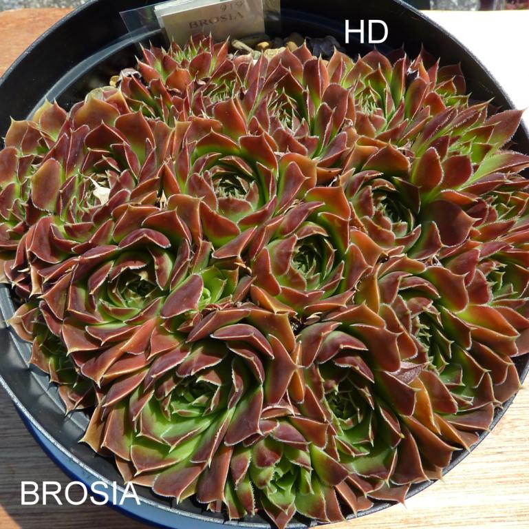 Brosia / Jovi