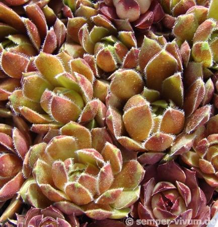 Brown Pastel