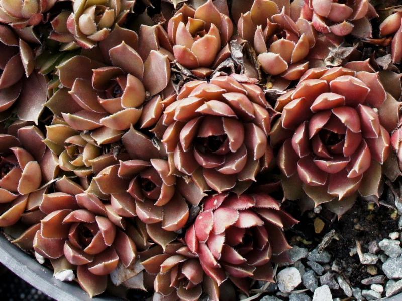 Brunneifolium