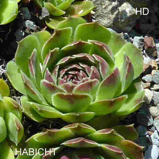 Habicht / Jovi