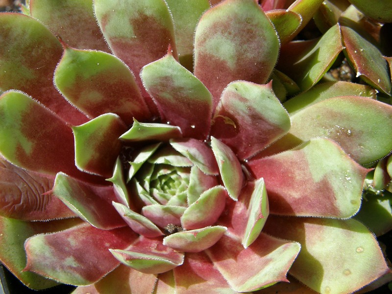 Buntstachel