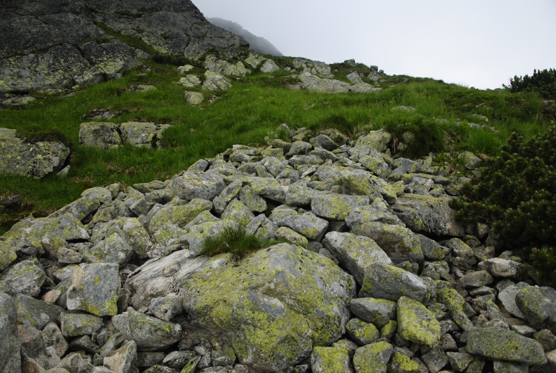 montanum ssp. carpathicum from Huncovská dolina, W