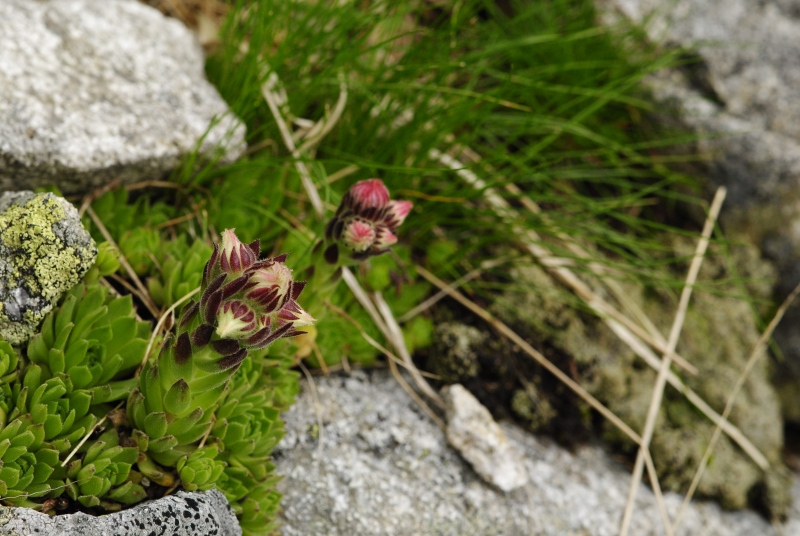 montanum ssp. carpathicum from Huncovská dolina, W
