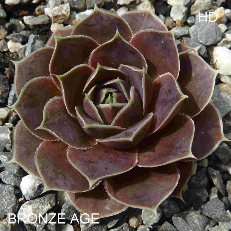 Bronze Age / Jovi