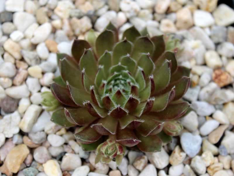 Brown Pastel
