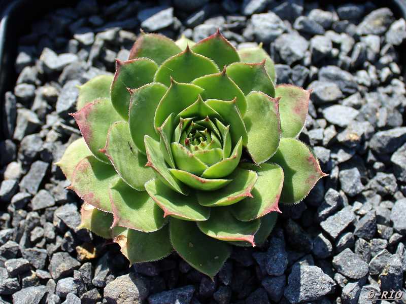 Bungeanum