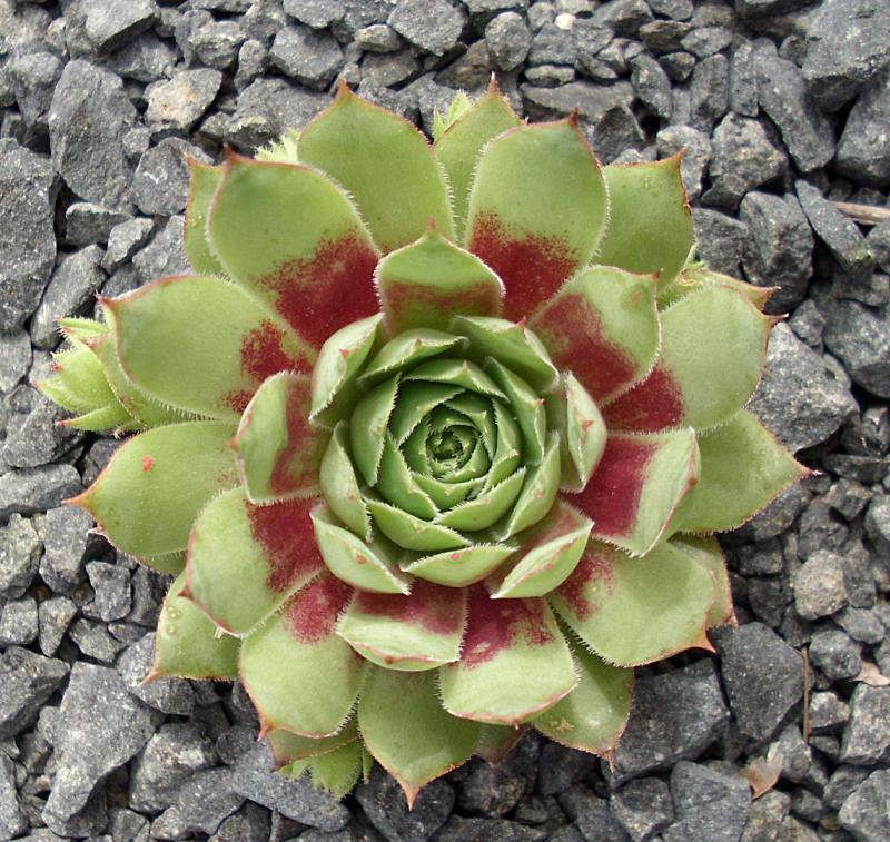 Buntstachel