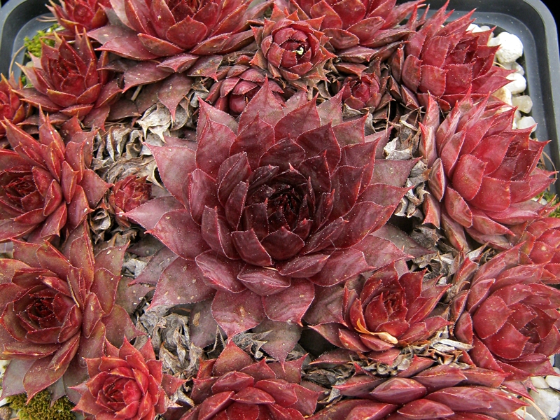 Blood Tip