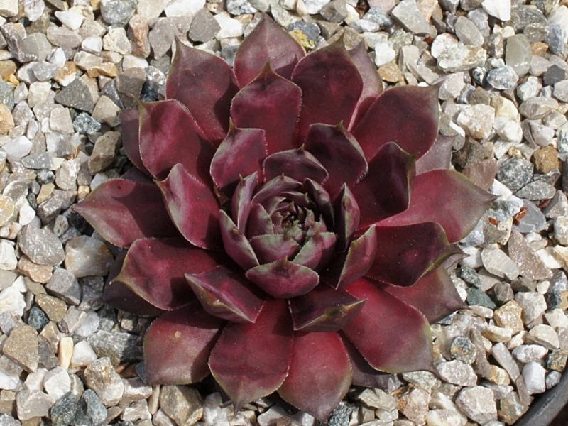 Blaues Blut