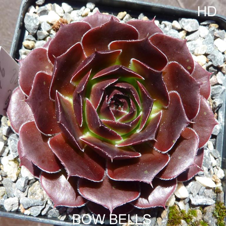 Bow Bells / Jovi