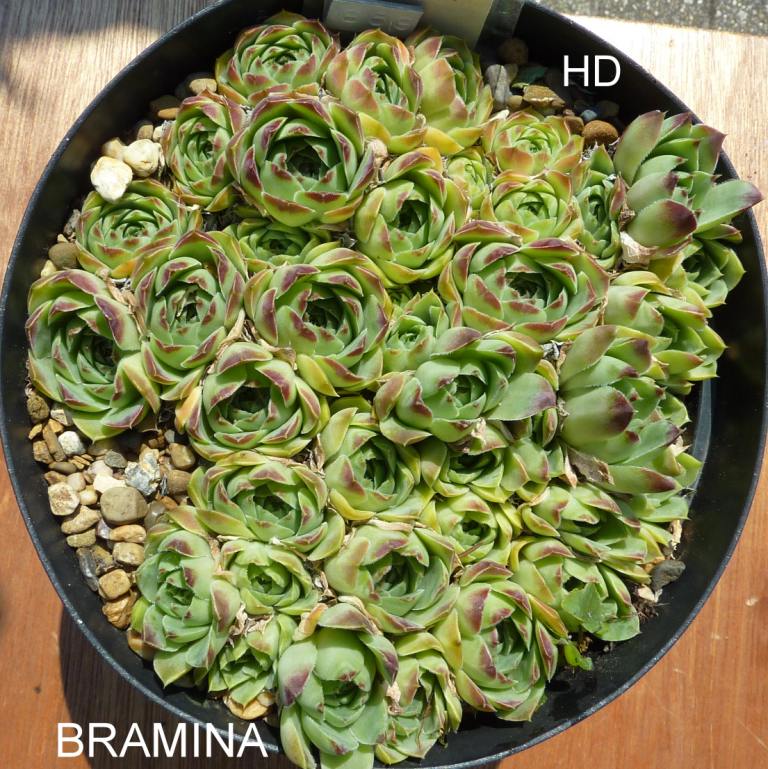Bramina / Jovi
