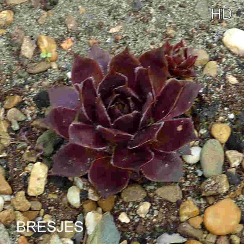 Bresjes