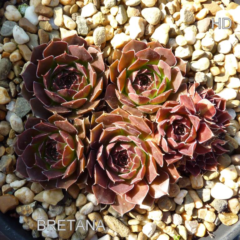 Bretana / Jovi