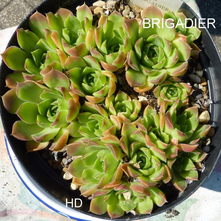 Brigadier / Jovi