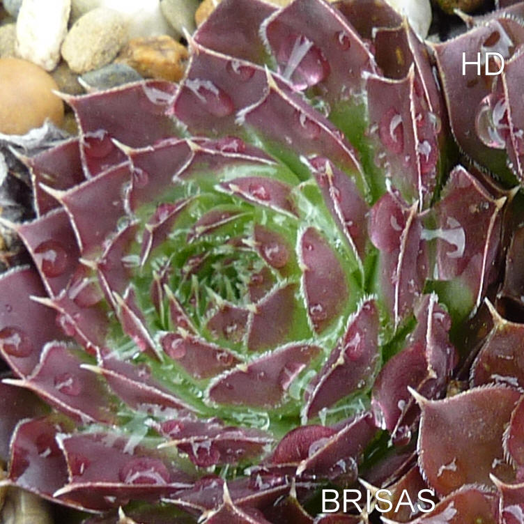 Brisas / Jovi