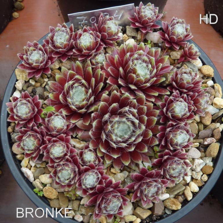 Bronke
