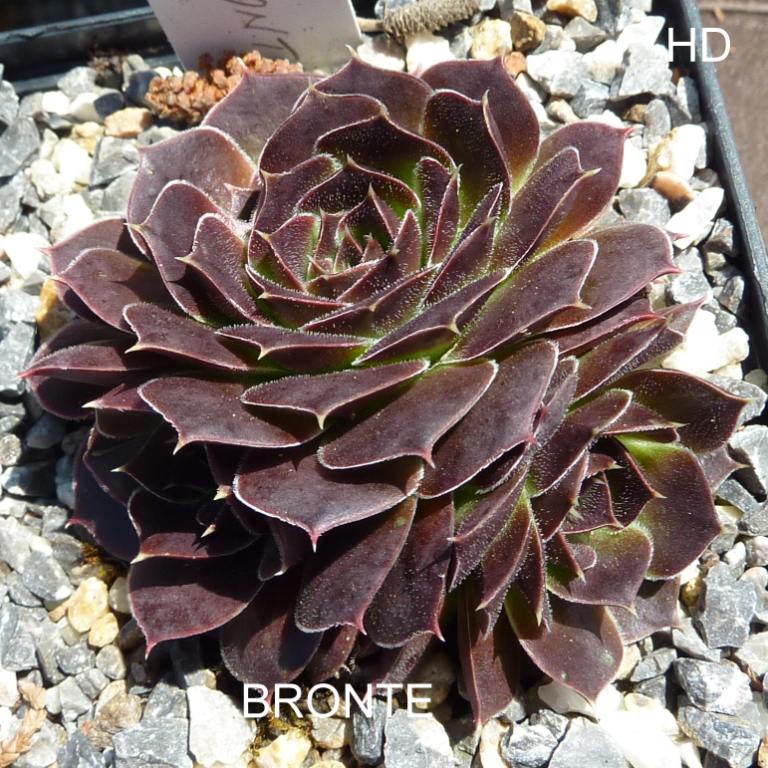 Bronte / Jovi