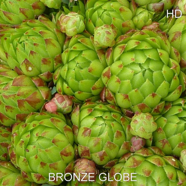 Bronze Globe / Jovi