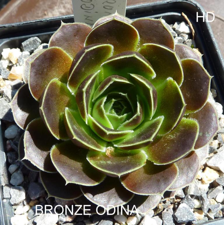 Bronze Odina / Jovi