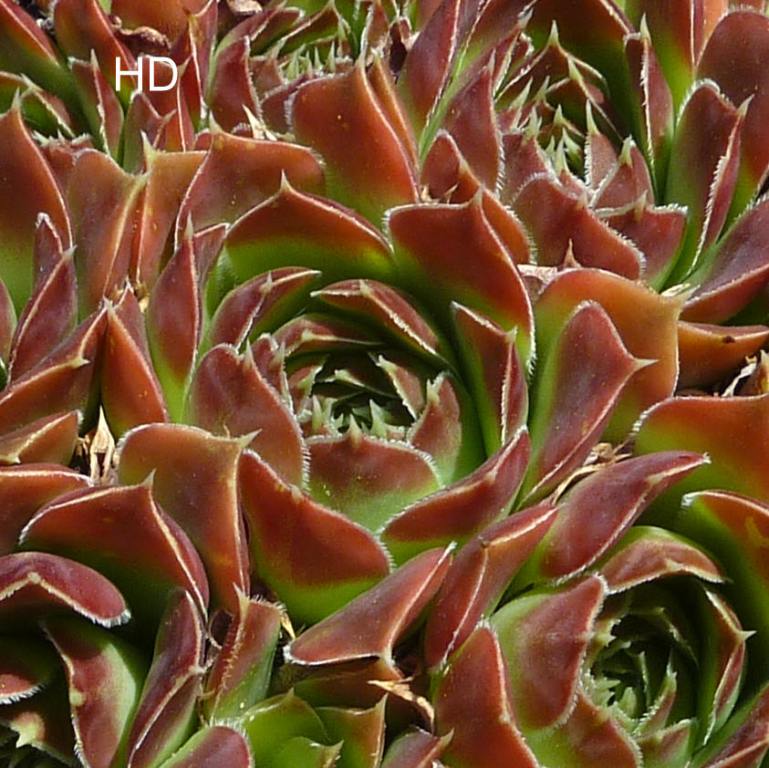 Brosia / Jovi