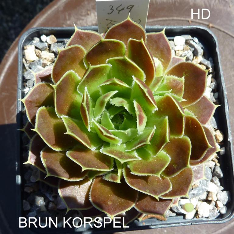 Brun Korspel / Jovi